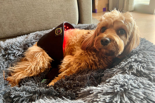 Red Light for Pets