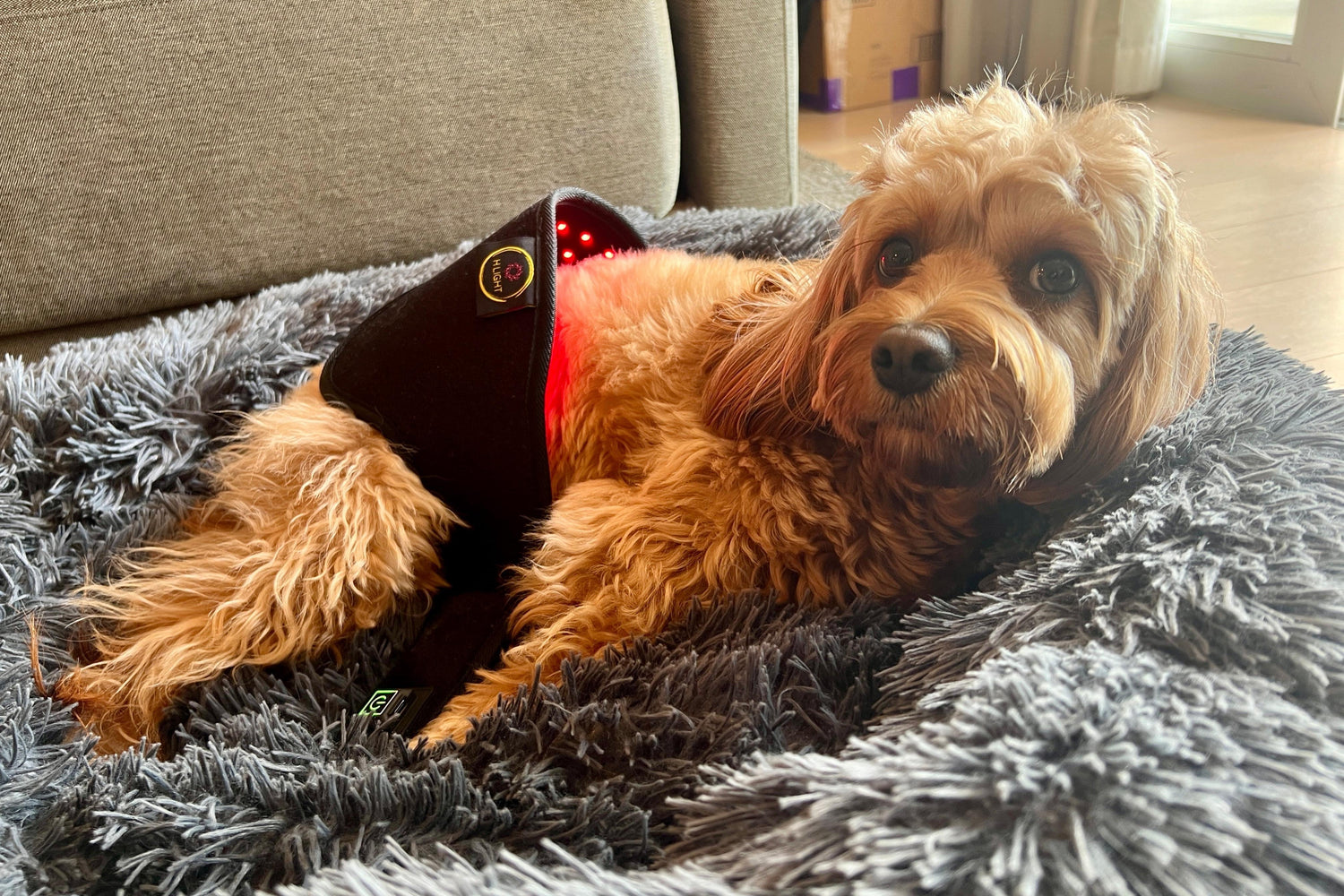 Red Light for Pets