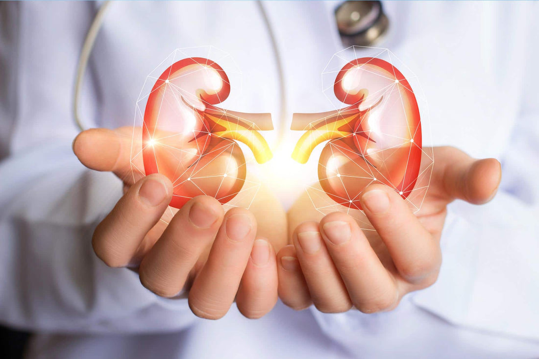 Molecular Hydrogen Benefits Kidney Health